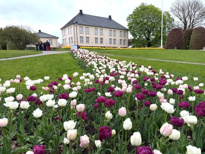 Tulipaner i Brekkeparken 18. mai 2026
