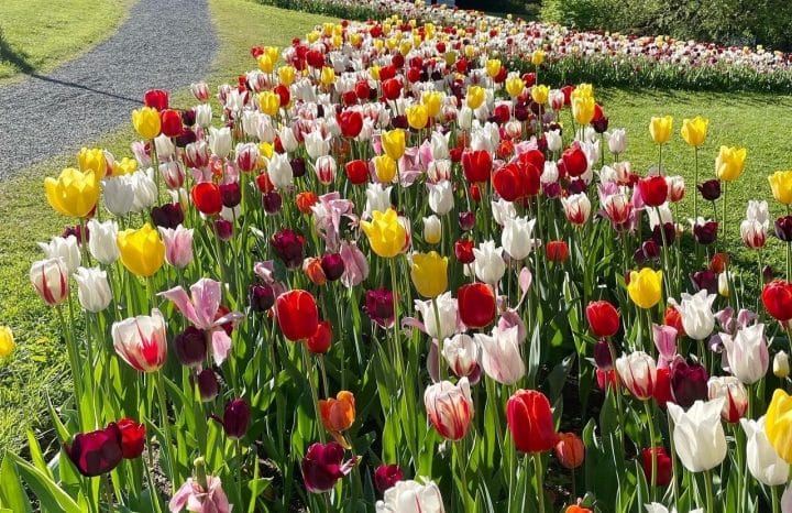 Tulipaner i Brekkeparken